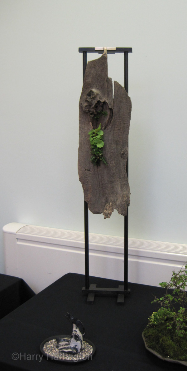 bonsai accent 